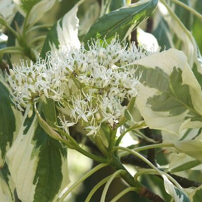 Cornus controversa 'Variegata' (18L pot)