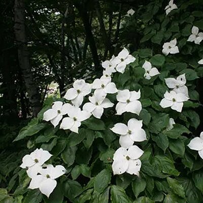 Cornus kousa 'Schmetterling' - Image courtesy of PictureThis (CC0)