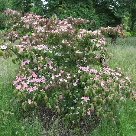 Cornus kousa 'Beni Fuij' - Photo by Leonora (Ellie) Enking (CC BY-SA 2.0)