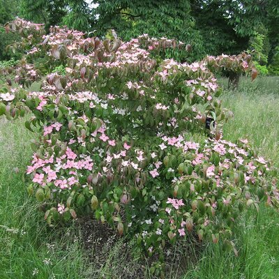 Cornus kousa 'Beni Fuij' - Photo by Leonora (Ellie) Enking (CC BY-SA 2.0)
