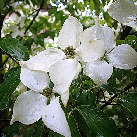 Cornus kousa 'Bultincks Giant' (80-100cm) - Image by Eukalyptus from Pixabay