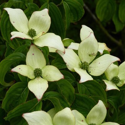 Cornus kousa 'Cherokee' (3L pot)