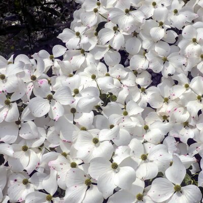 Cornus Kousa 'China Girl' (15L pot)