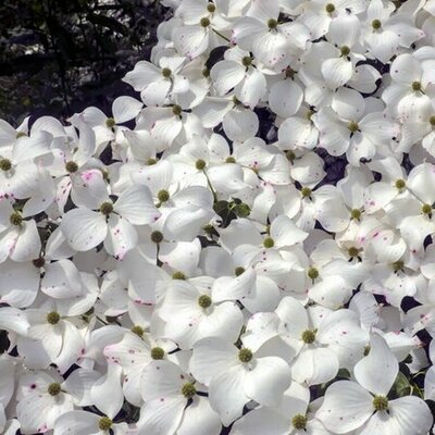 Cornus kousa 'China Girl' (7.5L pot)