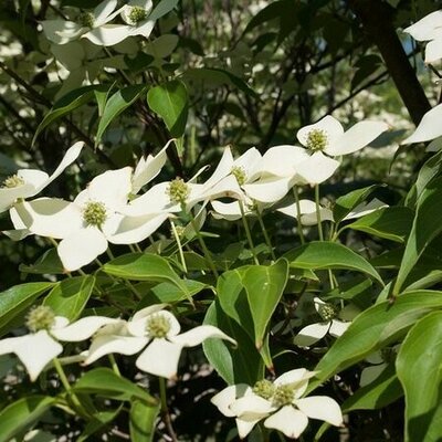 Cornus kousa 'China girl' - Photo by F. D. Richards (CC BY-SA 2.0)