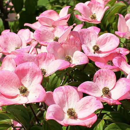 Cornus kousa 'Dwarf Pink' - Image courtesy of PickPik