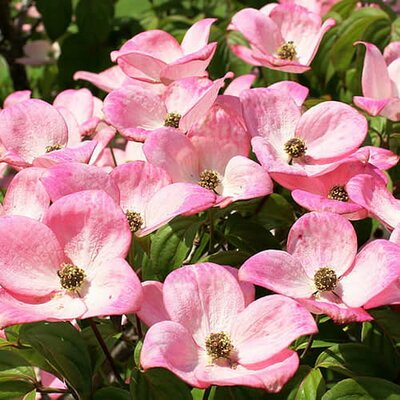 Cornus kousa 'Dwarf Pink' - Image courtesy of PickPik