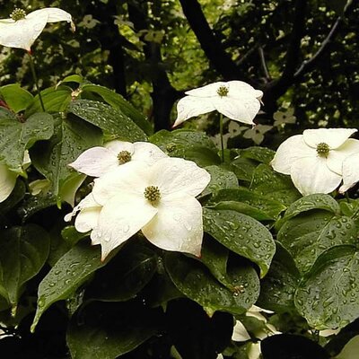 Cornus kousa “Ed Mezitt” - Photo by 	sarefo (CC BY-SA 3.0)