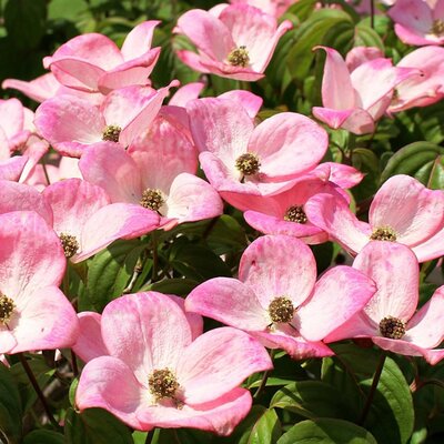Cornus kousa 'Heart Throb' - Image by Markus Baumeler from Pixabay