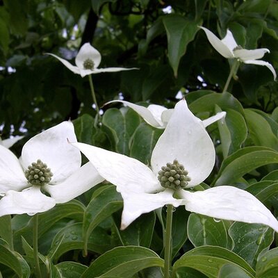 Cornus kousa 'Nicole' - Image by Luiza from Pixabay 