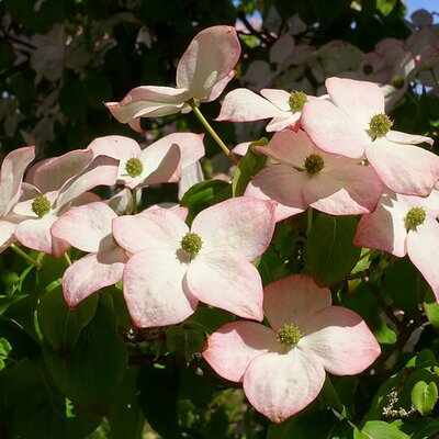 Cornus kousa 'Satomi' - Photo by Daderot (CC0 1.0)