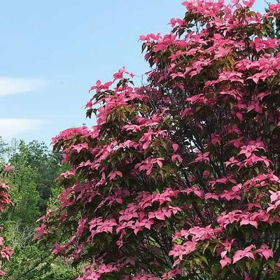 Cornus kousa 'Scarlet Fire' ® - Public image here under fair use