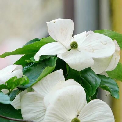 Cornus kousa 'Venus' ® - Photo by Annemarie Ahrens-Stehle (CC0) courtesy of PantNet