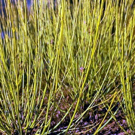 Cornus stolonifera 'Flaviramea' - Public Domain Image