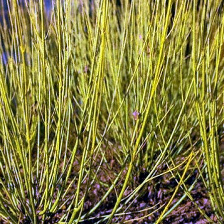 Cornus stolonifera 'Flaviramea' - Public Domain Image