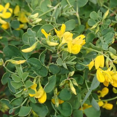 Coronilla glauca 'Citrina' - Photo by Julien Renoult (CC BY-SA 4.0)