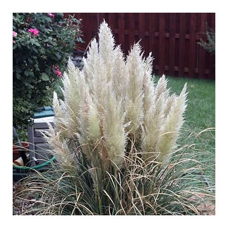 'Cortaderia Pumila' - photo by Ltshears (CC License)