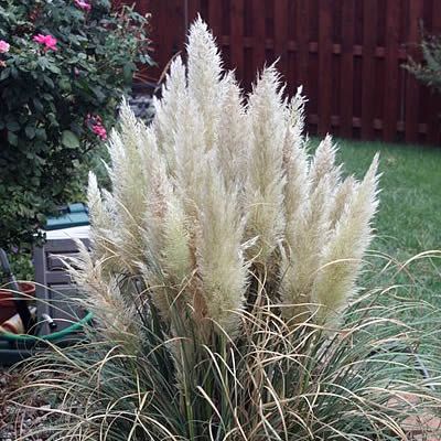 'Cortaderia Pumila' - photo by Ltshears (CC License)