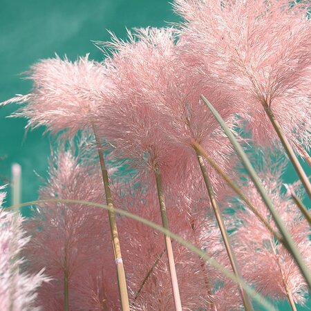 Cortaderia 'Rose Plume' - Image by Cor Gaasbeek from Pixabay 