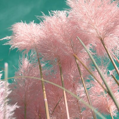 Cortaderia 'Rose Plume' - Image by Cor Gaasbeek from Pixabay 