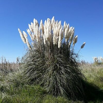 Cortaderia selloana - Photo by Fernando de Gorocica (CC BY-SA 4.0)