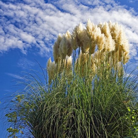 Cortaderia 'Sunningdale Silver' - Image by Sergio Cerrato - Italia from Pixabay 
