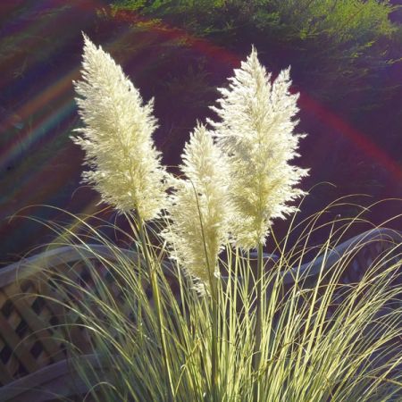 Cortaderia Tiny Pampa - Image courtsey of publicdomainpictures.net