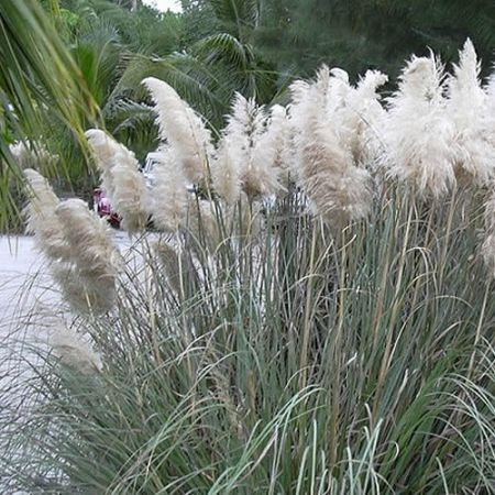 Cortaderia sell. White Feather - Photo by Forest & Kim Starr (CC BY-SA 3.0)