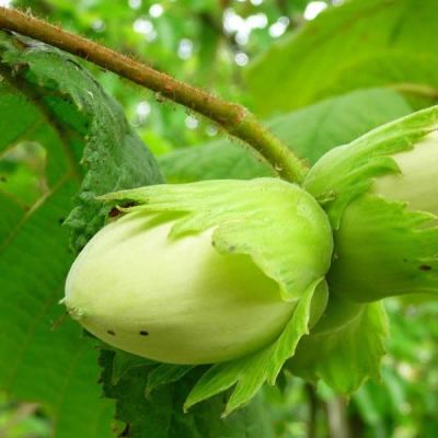 Corylus A. 'Cosford'