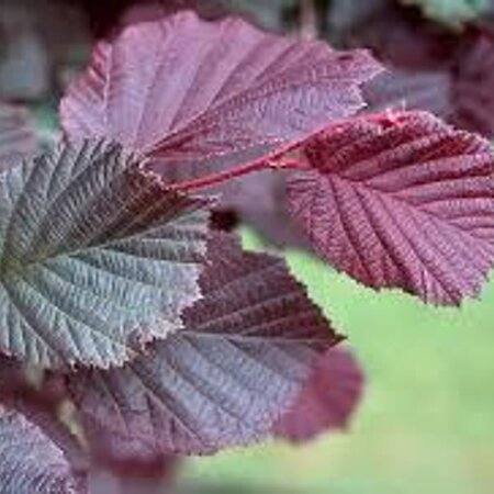 Hazelnut Tree - 'Red Zellernut' - Image courtesy of Pannebakker