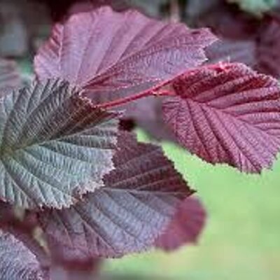 Hazelnut Tree - 'Red Zellernut' - Image courtesy of Pannebakker