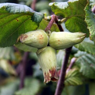 Corylus 'Webb's Prize Cob' - 