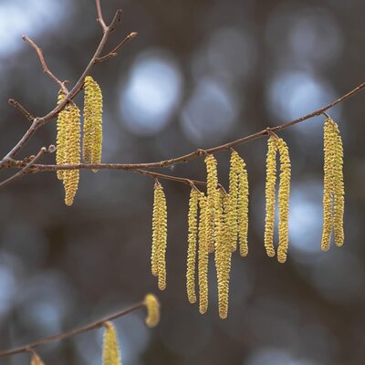 Corylus avell.'Long Tidlig Zeller' - Image by Birgit from Pixabay 