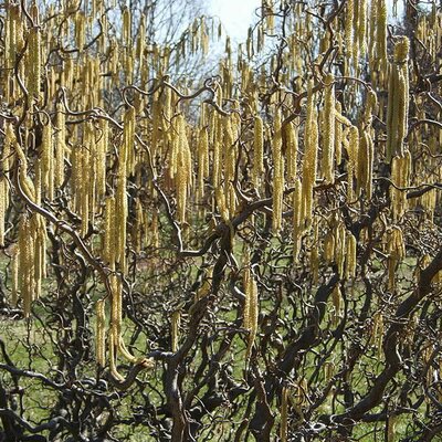 Corylus avellana Contorta - Photo by Malcolm Gin (GFDL)