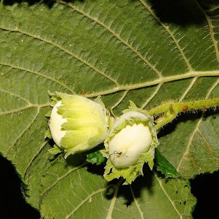 Corylus avellana 'Corabel' - Image by Karsten Paulick from Pixabay 