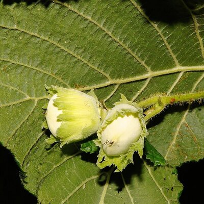 Corylus avellana 'Corabel' - Image by Karsten Paulick from Pixabay 