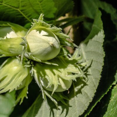 Corylus avellana 'Geant de Halle' - Image by Myriams-Fotos from Pixabay 
