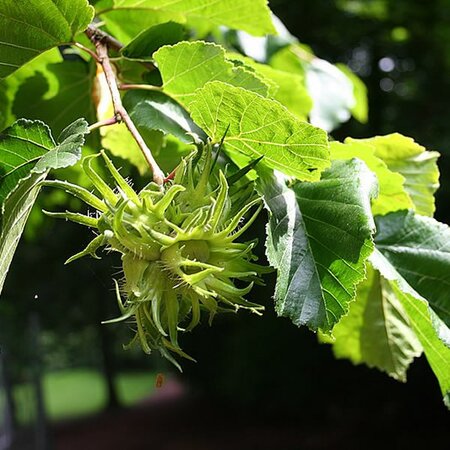 Corylus colurna - Photo by Jean-Pol GRANDMONT (CC BY-SA 3.0)