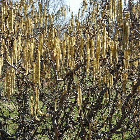 Corylus avellana Contorta - Photo by Malcolm Gin (GFDL)