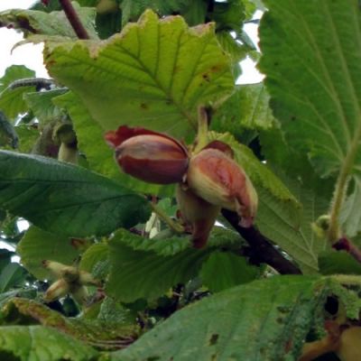 Corylus 'Pearson's Prolific'