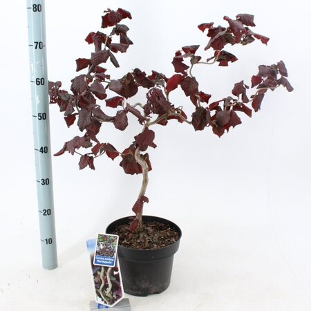 Corylus "Red Majestic"®  - Image courtesy of Pannebakker
