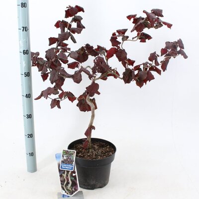 Corylus "Red Majestic"®  - Image courtesy of Pannebakker