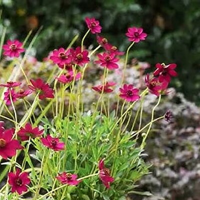 Cosmos 'Cherry Chocolate' - Public Domain Image under Fair Use
