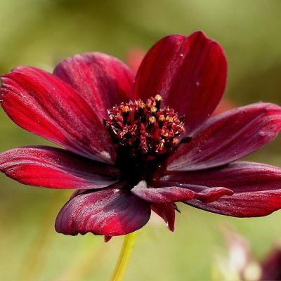 Cosmos atrosanguin. 'Chocamocha' - Image by Oldiefan from Pixabay  