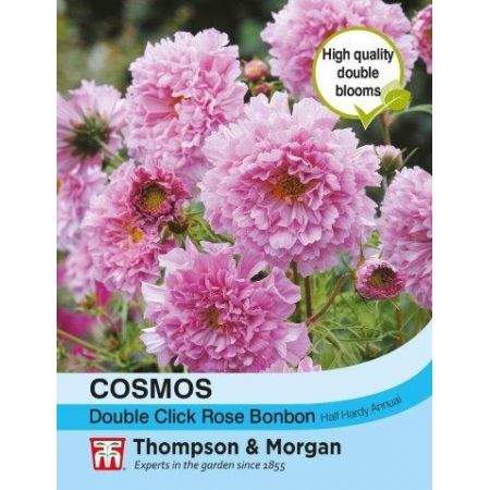 Cosmos 'Double Click Rose Bonbon' - Image courtesy of T&M