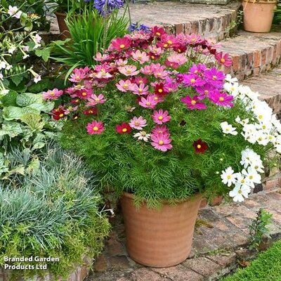 Cosmos Gazebo Mixture - Image courtesy of Thompson & Morgan