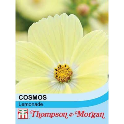 Cosmos 'Lemonade' - Image courtesy of Thompson & Morgan