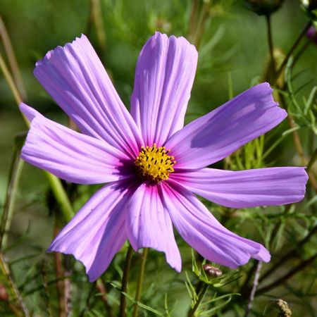 Cosmos 'Odyssey Violet' - Image by anncapictures from Pixabay 