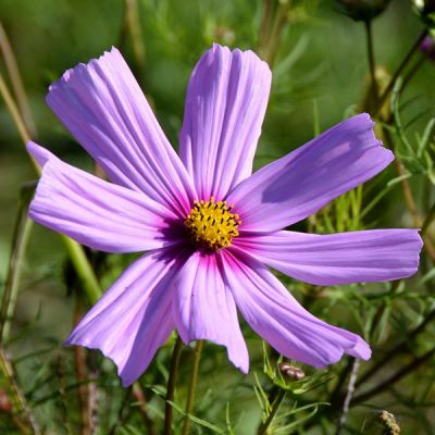 Cosmos 'Odyssey Violet' - Image by anncapictures from Pixabay 