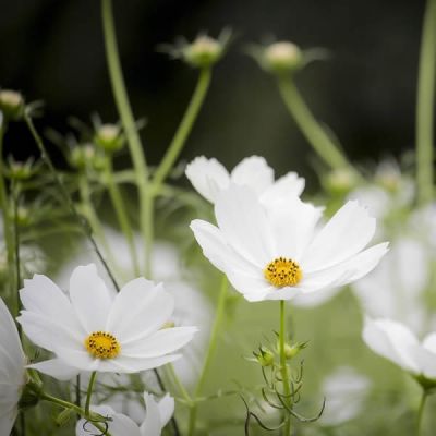 Cosmos 'Odyssey White' (3L pot)